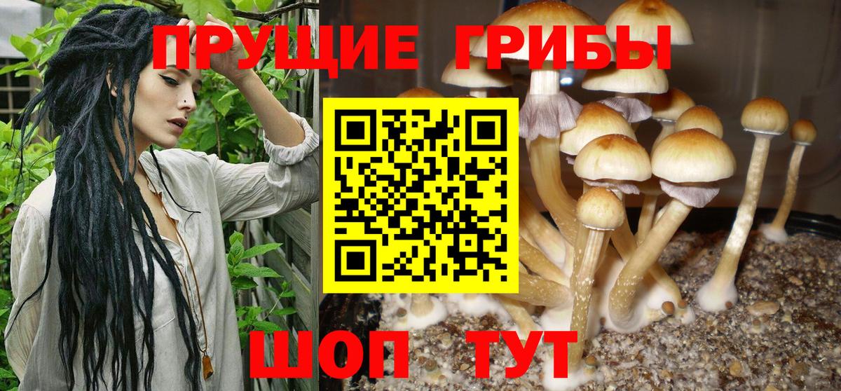 как найти   Галлюциногенные грибы MAGIC MUSHROOMS  Вход с VPN  Саратов 